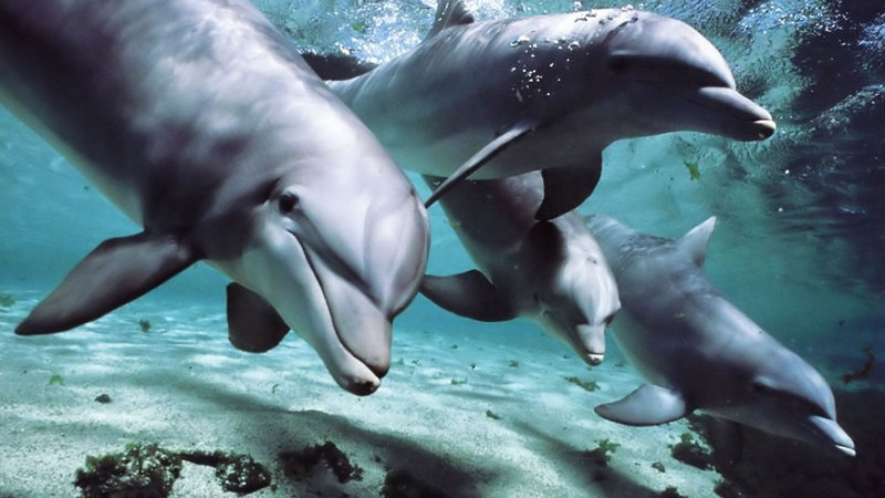 dolphin captivity